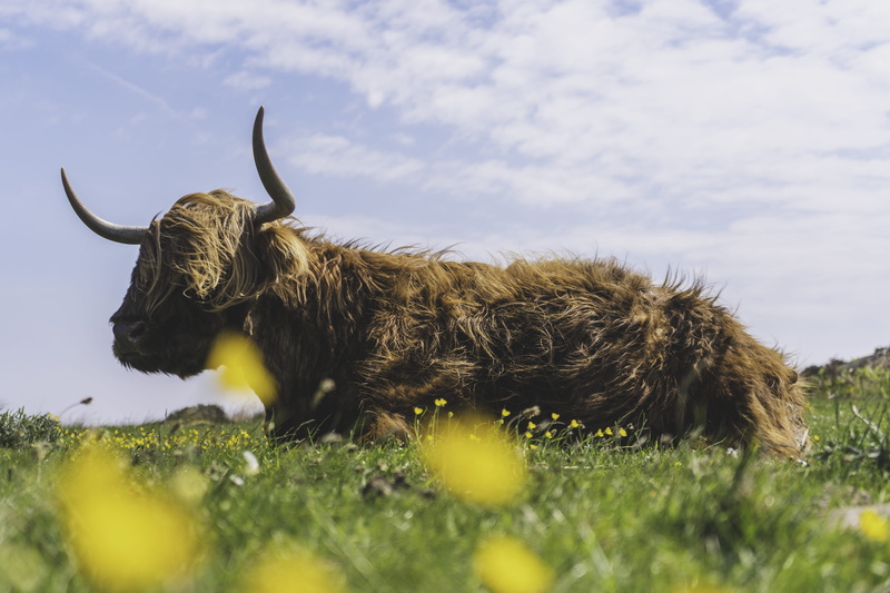 hairy, field, grass, waiting, vertebrate, green, hair, sony, no people, day, highland cattle, animal, one animal, livestock, mammal, sky, herbivorous, 5K