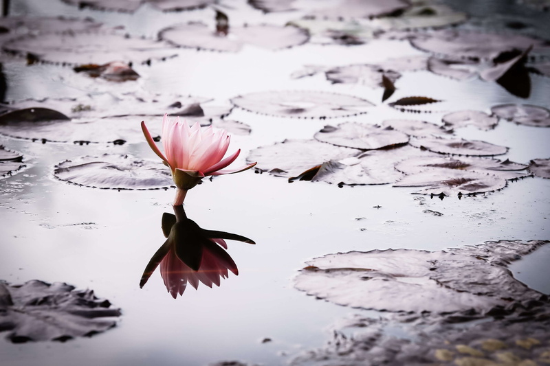 plant, water lily, palace of the south china sea, growth, flower photo, nature, lotus, no people, grant, freshness, beauty in nature, lake, flowers, landscape