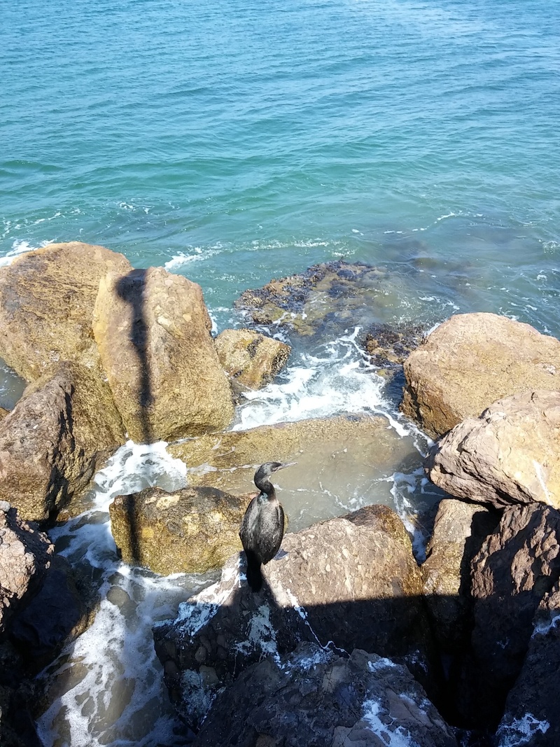 nature, beach, beauty in nature, animal, stone, santa barbara, vertebrate, bird, perching, animals in the wild, sea, one animal, animal wildlife, rock