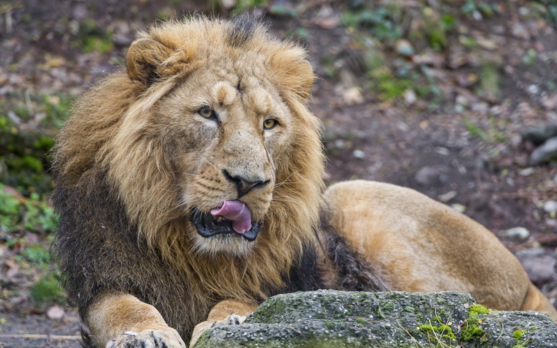 black, no people, mammal, tongues, animal wildlife, one animal, animals in the wild, animals, carnivora, portrait, animal themes, looking, day, lion, 2K