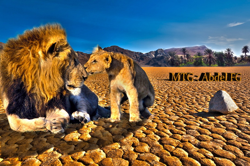 HDR, lion, land, 2K, group of animals, mammal, solid, animals in the wild, animal wildlife, rock, animals, vertebrate, sunlight, sky, cat, lion - feline