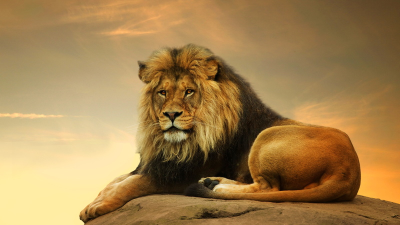4K, hour, savanna, cute animals, rock, golden, lying, Lion, brown