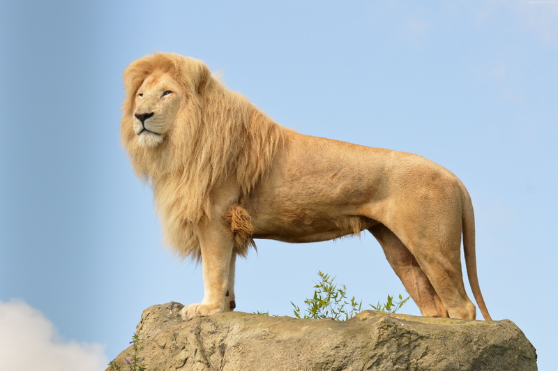 rocks, Lion, 4K, sky