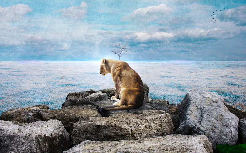 2K, Lion, Clouds, Rocks