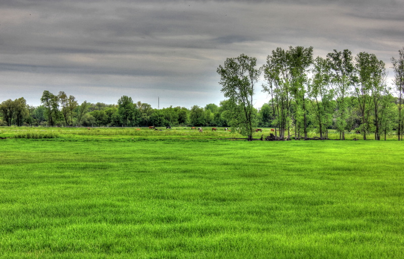 environment, scenics - nature, rural Scene, outdoors, summer, tranquil Scene, non-Urban Scene, sky, overcast, meadow, plant, agriculture, day, Southern