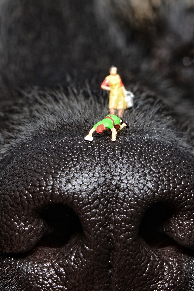 black Color, pets, figure, animals in the wild, toy, dog, small, creativity, indoors, insect, animal, action, close-up, human representation, nose, vertebrate