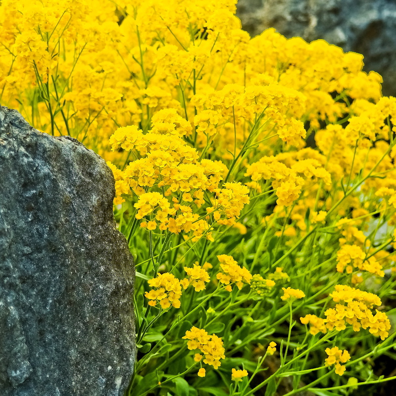flower head, day, growth, focus on foreground, inflorescence, flowering plant, stone cress, 2K, beauty in nature, tranquility, close-up, yellow shrub