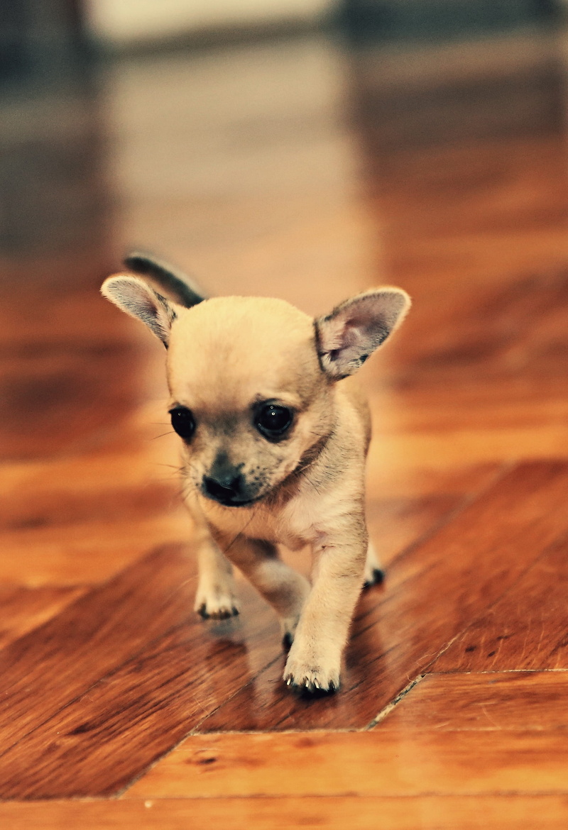 2K, sweet, tiny, brown, adorable, domestic Animals, animal head, little dog, wood, animal themes, sitting, lap dog, animal, portrait, small, wooden, purebred Dog