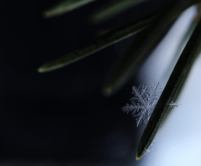 animal themes, snowflake, selective focus, softness, no people, indoors, pine, fragility, needle, feather, leaf, flushing, studio shot, writing instrument