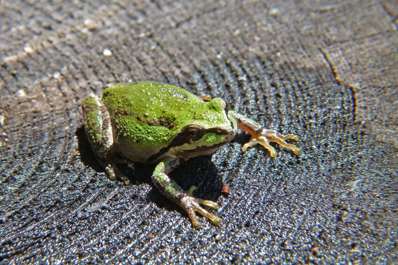 vertebrate, animal themes, green, focus on foreground, animal wildlife, Amphibian, day, tree frog, animal, animal body part, outside, tiny, one animal