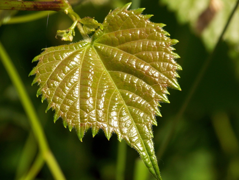 bright, leafy, drop, tree, backgrounds, freshness, green, plant part, Growth, no People, environment, plant, dew, Small, leaves, tiny, growing, green Color