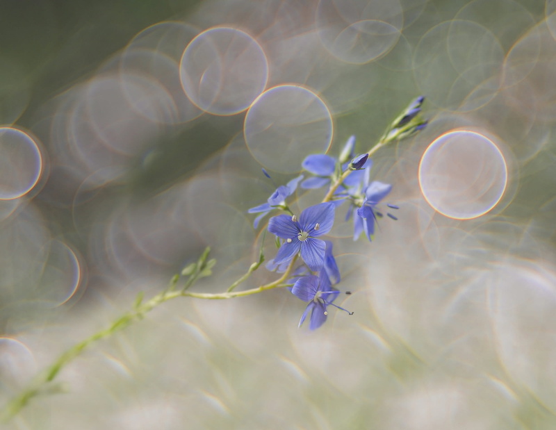 flower, small, close, shallow, nature, honorary award, grassland plants, springtime, close-up, flower head, inflorescence, filigree, freshness, focus, spring