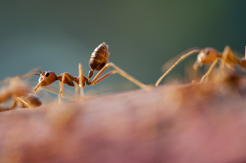 plant part, selective focus, animals in the wild, close-up, ants, ant, macro, little, swarm, group of animals, leaf, animal themes, one animal, day, animal