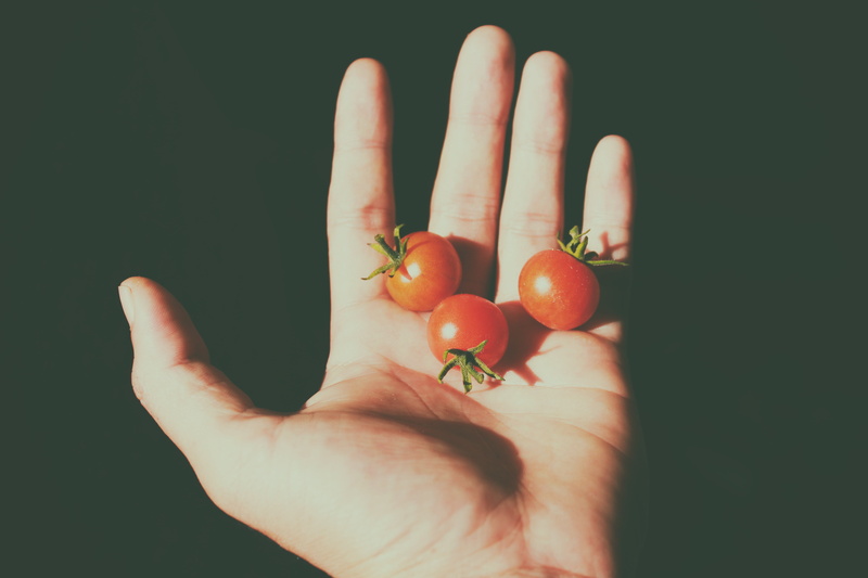 freshness, holding, tomato, ripe, people, shadow, human, hand, human body part, food and drink, vegetable, personal perspective, adults only, healthy eating