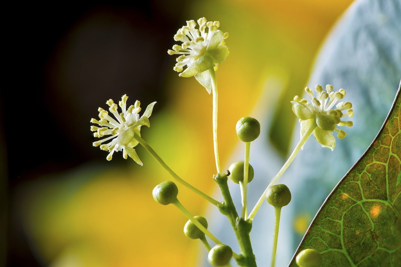 exotic, nature, yellow, 4K, springtime, tree, no people, africa, petal, food and drink, close-up, fragility, tropical, flower head, flowering plant, plant part