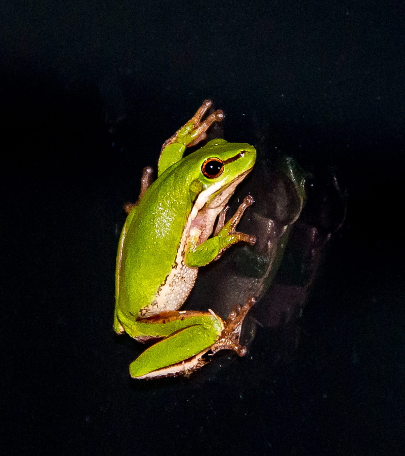 litoria fallax, native, water, animal, tiny, animal head, outdoors, eastern sedge frog, reflection, black background, animal themes, reptile, green color