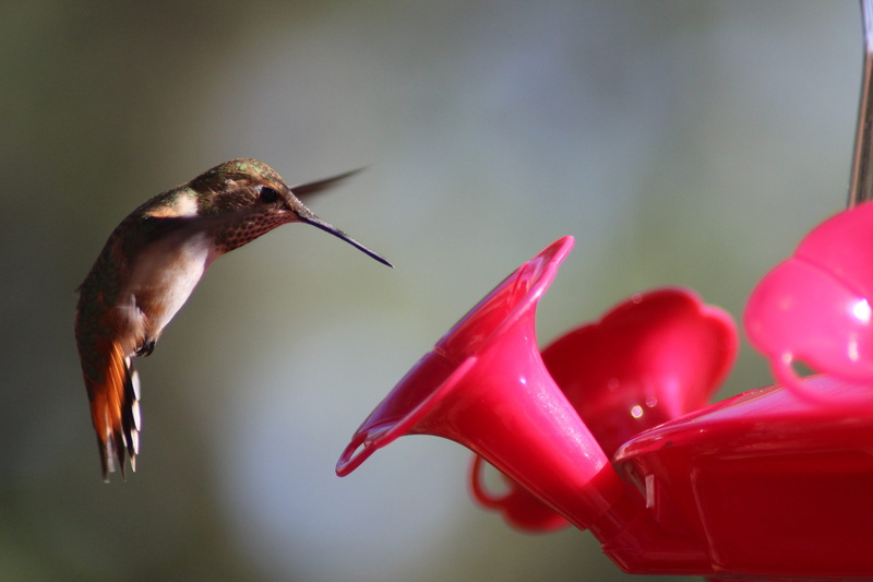 close-up, flight, animal wildlife, food, tiny, animal themes, nature, vertebrate, no people, Feeding, 5K, one animal, focus on foreground, animals in the wild