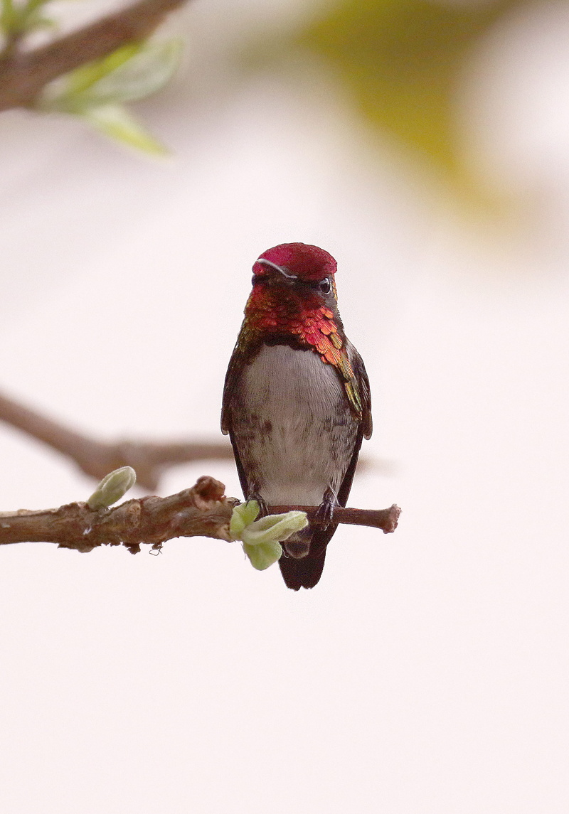 focus on foreground, plant, tropical, full length, tiny, animal, natural, Red, vertebrate, one animal, ruby, outdoor, fauna, nature, wild, Cuba, branch