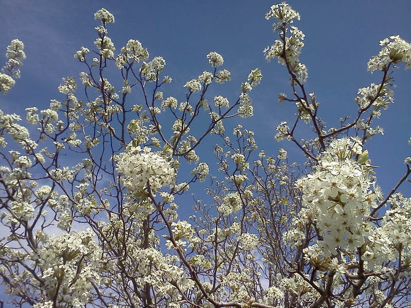 low angle view, apple, outdoors, plant, vulnerability, bright, gardening, nature, Apple, flowering plant, Blossoms, growth, blossoms, beauty in nature