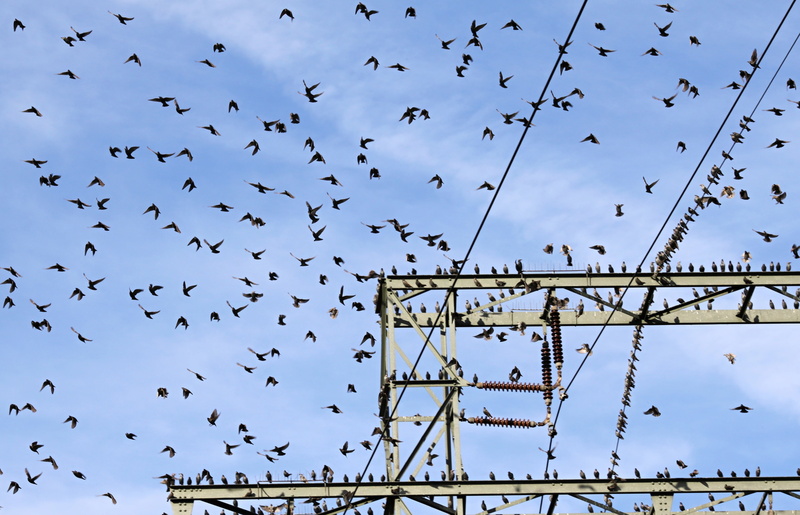 meeting point, wing, flying, beside, autumn, animal wildlife, birds on power pole, bird, heat, power line, flock of birds, outdoors, animal, land, grey
