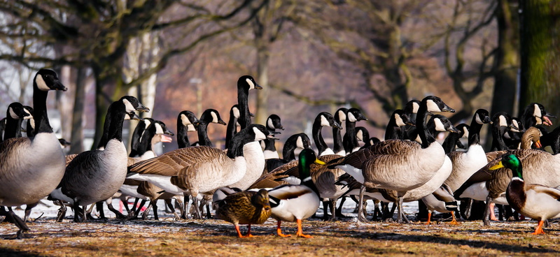 beach, flocks, young bird, vertebrate, focus on foreground, bill, ducks, poultry, run, flock of birds, no people, meeting point, large group of animals