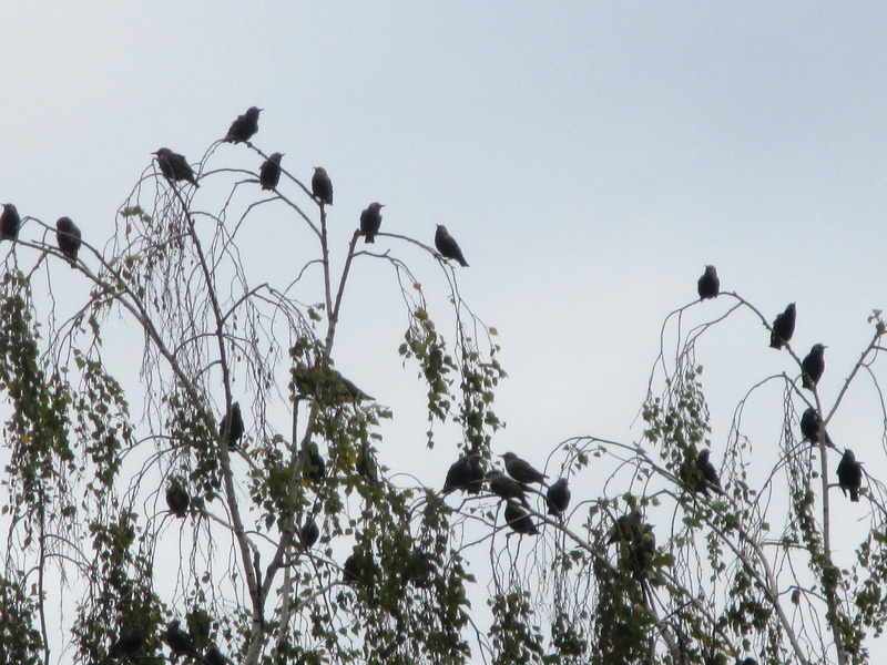 bird, animals in the wild, flock of birds, perching, animal, group of animals, outdoors, exit, branch, birds, clear sky, day, vertebrate, large group of animals