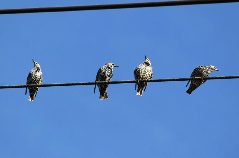 2K, migratory birds, birds on power pole, animal wildlife, bird, sky, day, wait, vertebrate, metal, blue, perching, birds, animal, resting place, clear sky