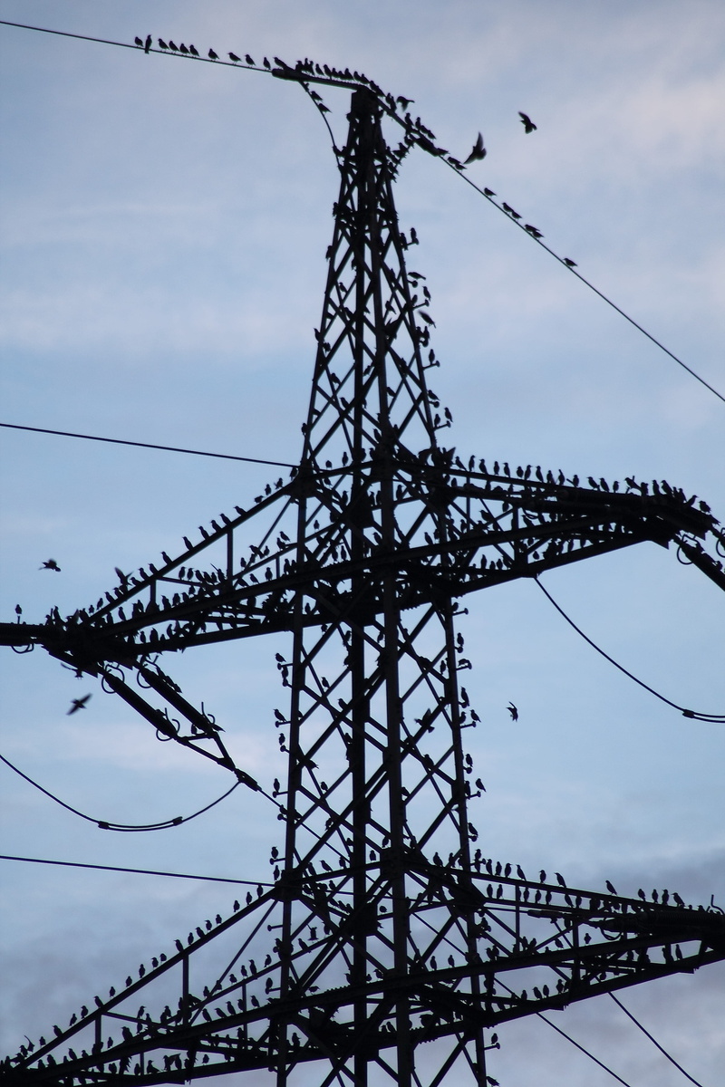 star flight, electrical equipment, nature, power line, outdoors, sturnus vulgaris, cloud - sky, metal, 4K, no people, migratory birds, transmission, day