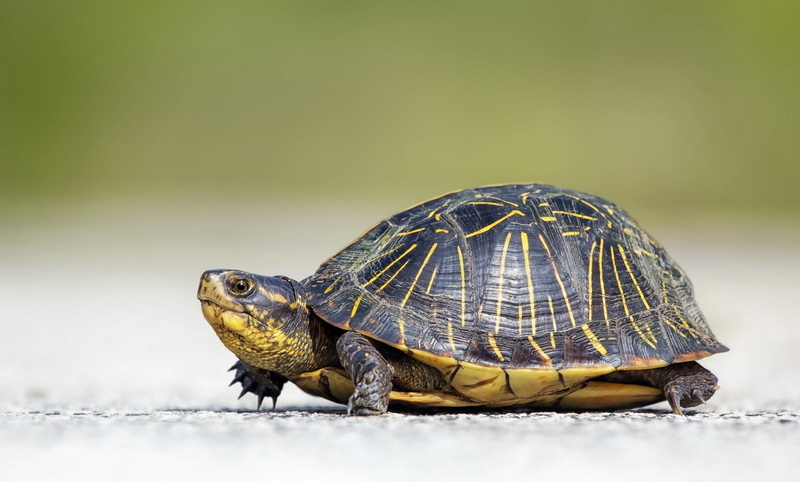 wildlife, focus on foreground, vertebrate, crawl, living Organism, close-up, day, animal wildlife, shell, brown, copy space, slow, young Animal, land, outdoors
