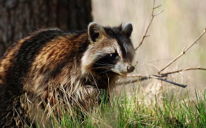 mammal, whisker, mammals, 720P, young Animal, carnivore, living Organism, grass, day, endangered Species, bear, animals Hunting, tree, fur, non-urban scene