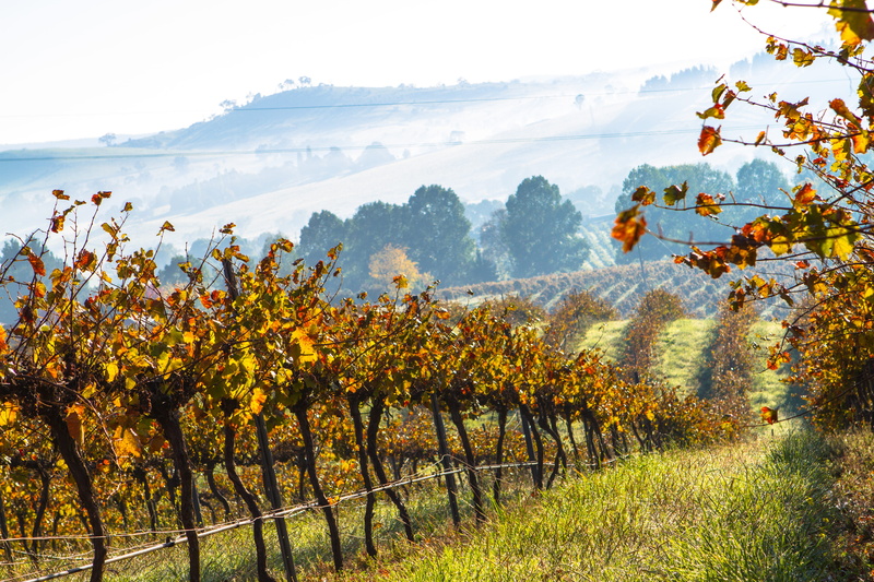australia, day, travel, tree, outdoors, growth, winyard, winemaking, nature, countryside, mist, environment, wine, 5K, rural, mountain, land, beauty in nature