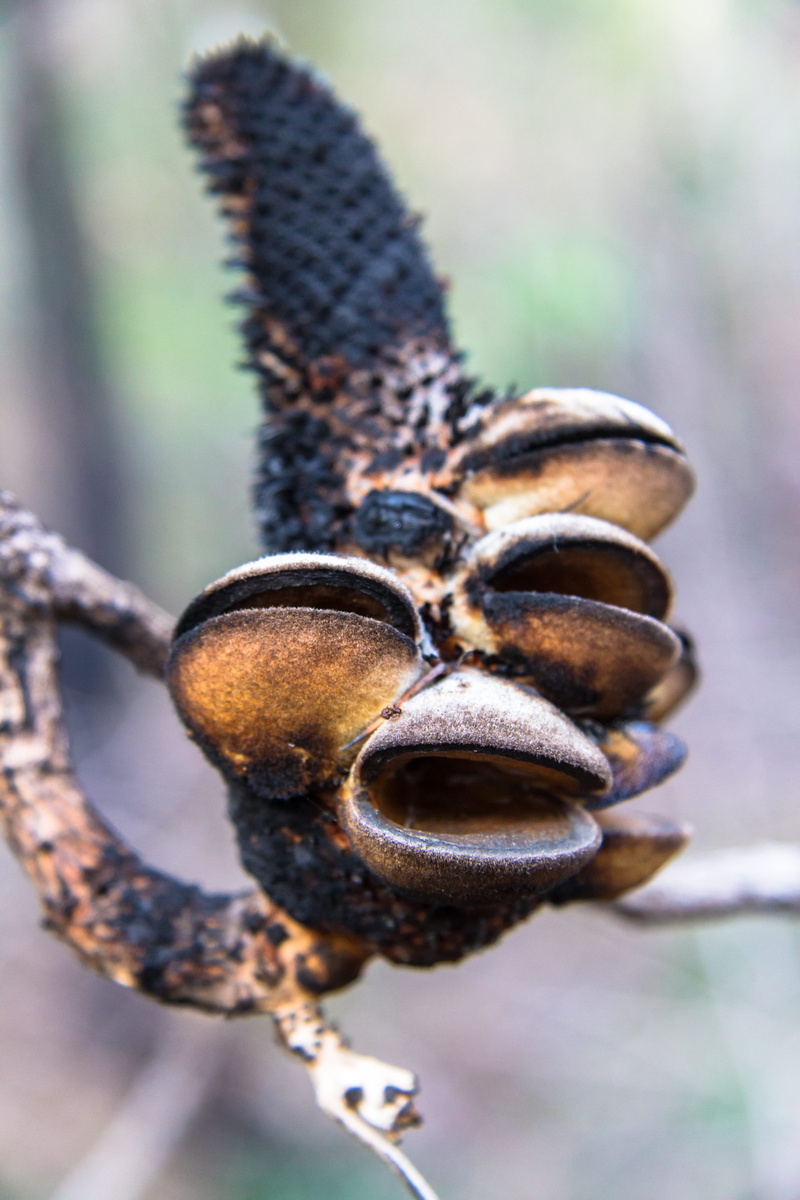 close-up, beauty in nature, extreme close-up, photoholgic, animal wing, animal, monkey, one animal, animal themes, tree, animal wildlife, 5K, national park