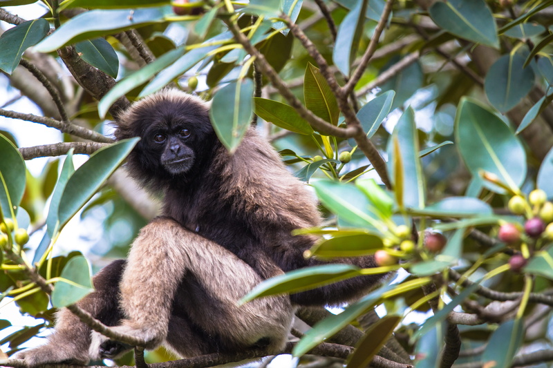 rainforest, animals in the wild, ape, leaf, plant, animal, curious, mammal, monkey, forest, vertebrate, plant part, nature, animal wildlife