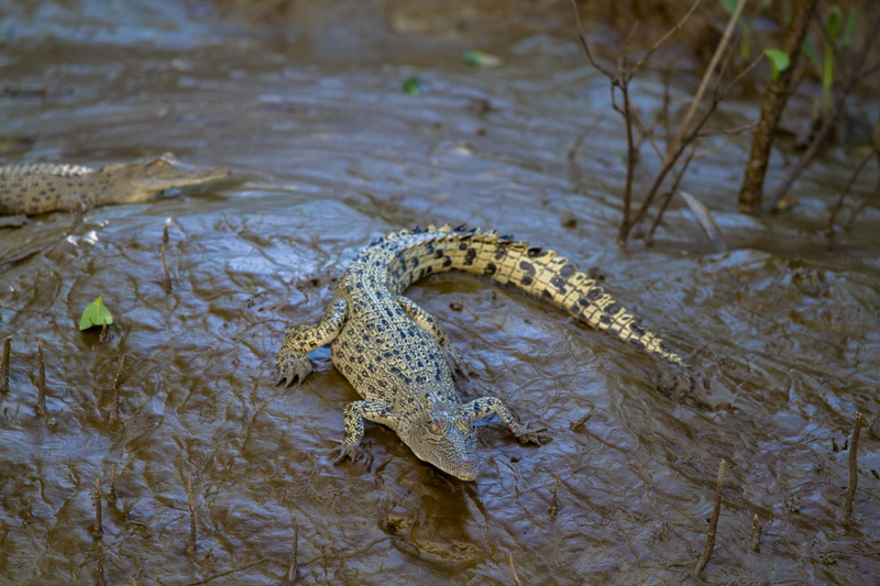 swamp, lake, 5K, mouth open, one animal, australia, no people, animals in the wild, reptile, river, nature, alligator, vertebrate, sign, animal wildlife