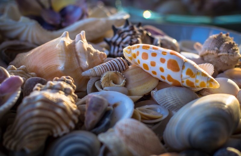 selective focus, colour, photoholgic, colorful, food and drink, choice, marine, color, decoration, summer, animal themes, food, sea, ocean, day, large group of objects