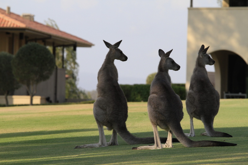 australia, animal themes, built structure, domestic animals, rothbury, two animals, 5K, standing, vertebrate, friendship, no people, animal