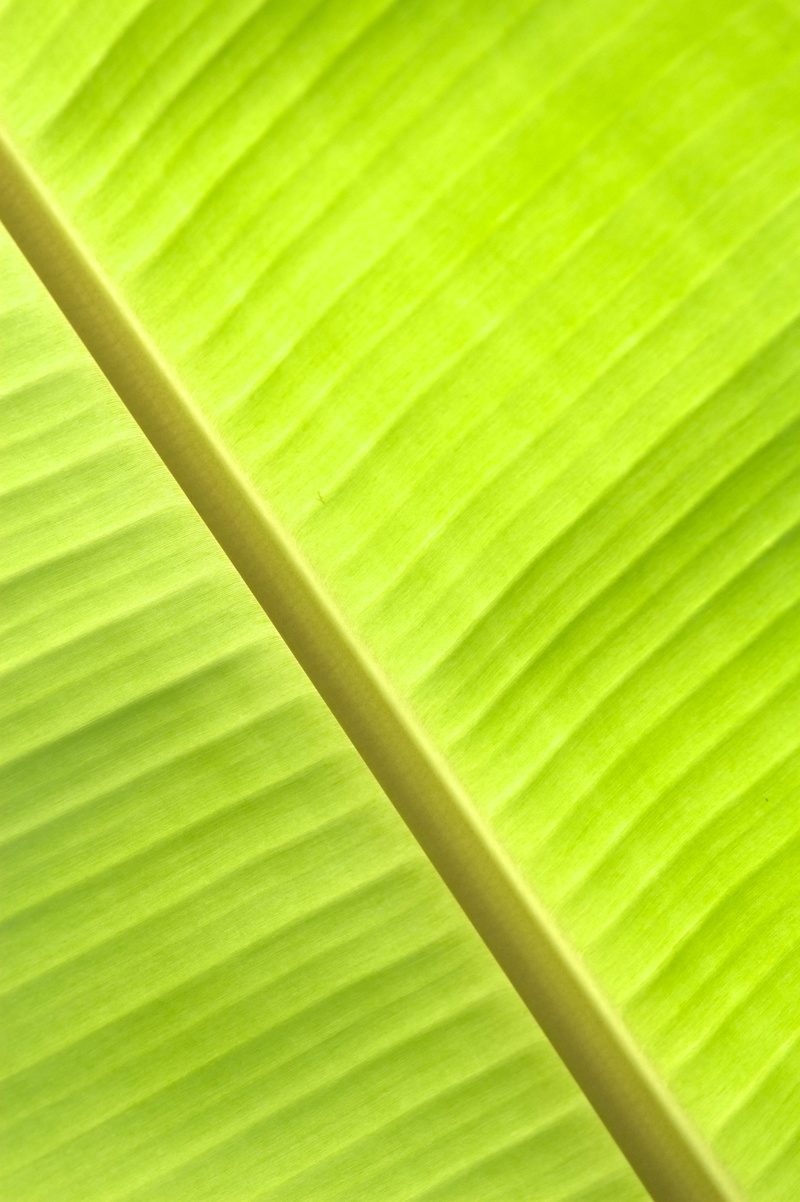 frond, nature, phe, textured, tropical tree, growth, soft focus, no people, travel, thailand, green, tropical climate, leaf vein, plant, plants, full frame