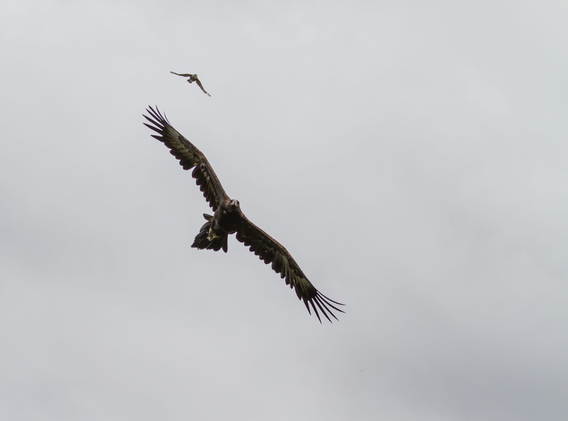 grey, no people, cloudy sky, eagle, motion, monochrome, photoholgic, birds, animals, animal wildlife, spread wings, day, eagle - bird, bird of prey, 4K