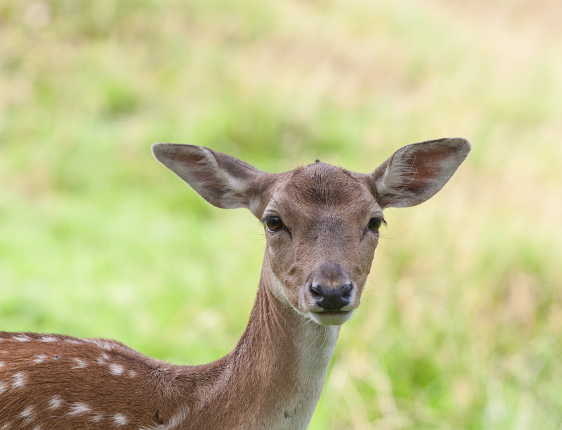 faun, portrait, herbivorous, nature, deer, forest, animals in the wild, animal wildlife, brown, innocence, antelope, no people, 2K, face, focus on foreground