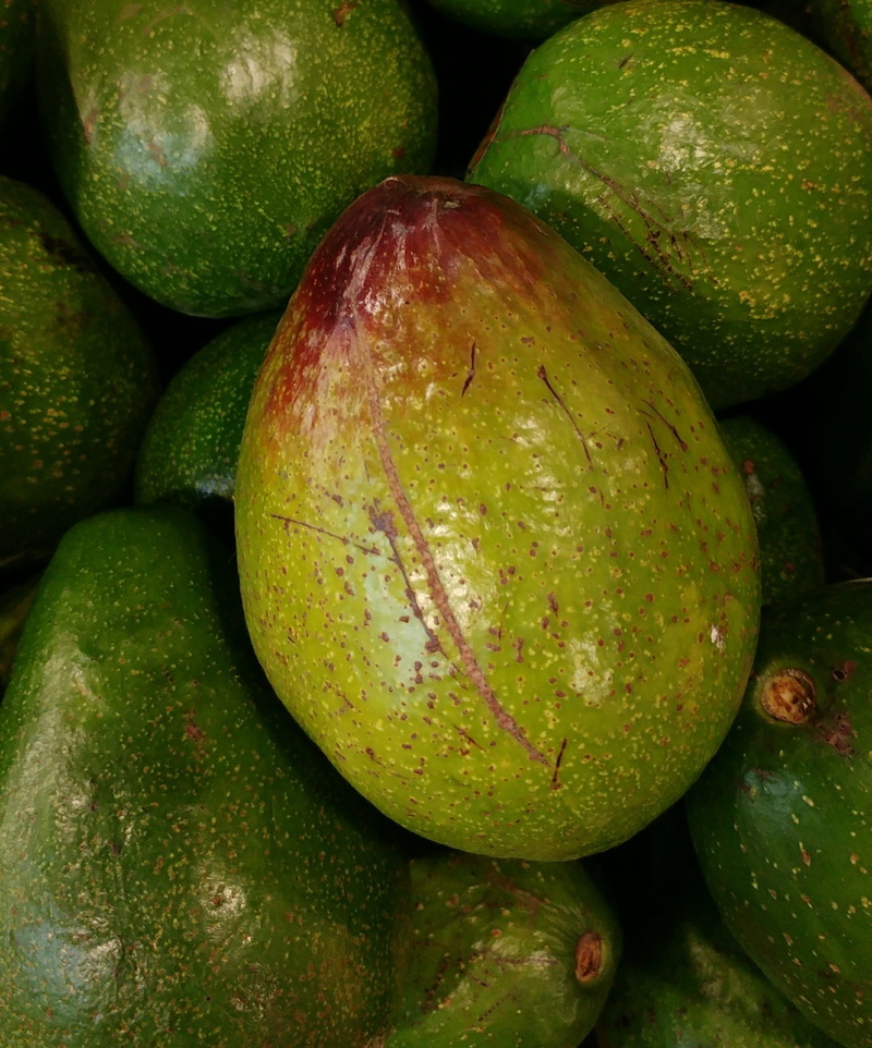 2K, no people, wellbeing, food and drink, day, organic, fruit, indoors, food, freshness, natural, green color, close-up, still life, avocado, for sale
