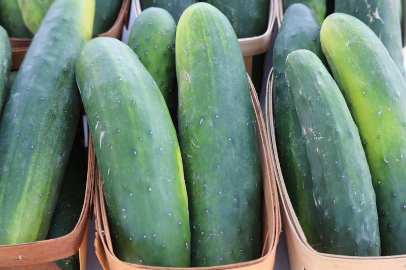 garden, organic, retail, close-up, earth, food and drink, wellbeing, growing, ingredient, cucumber, market, eating, grow, harvest, baskets, day, vegetarian