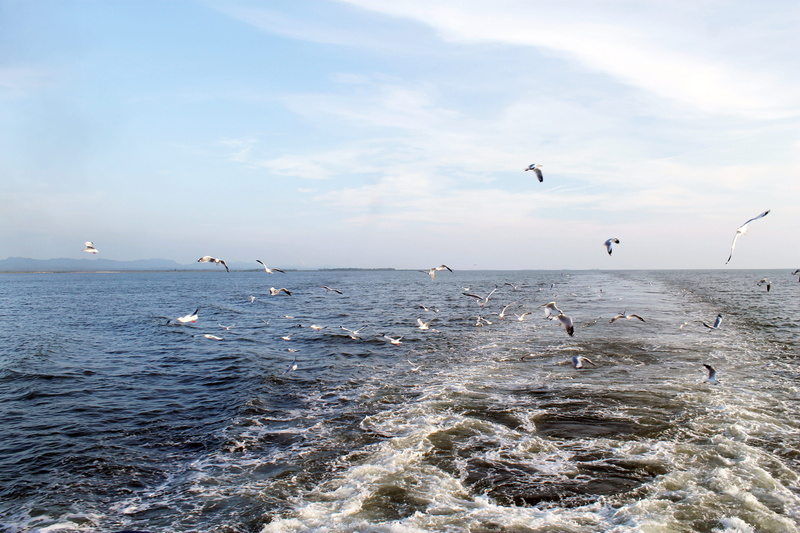 beauty in nature, sea, sky, saint martins, seagull, flying, horizon, animal wildlife, waterfront, coxs bazar, myanmar, vertebrate, cloud - sky, bird, nature