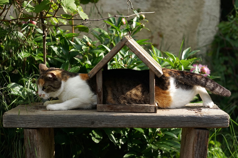 stuck, table, domestic cat, tree, relaxation, animal themes, day, arbour, nature, one animal, fun, outdoors, animal wildlife, hardwood, manx, kitten, feline