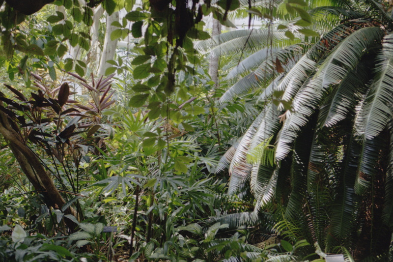 rainforest, dinosaur, vegetation, plant, arbour, green color, softness, botany, garden, flower, fern, outdoors, nature, 8K, leaf, plant part, vulnerability