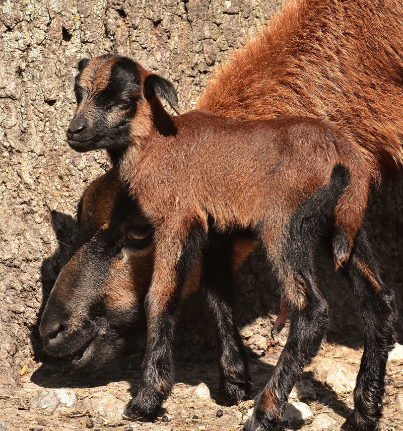 sunlight, no people, animal family, animal wildlife, wildpark poing, domestic, outdoors, pets, vertebrate, newborn, herbivorous, mammal, young animal, 4K