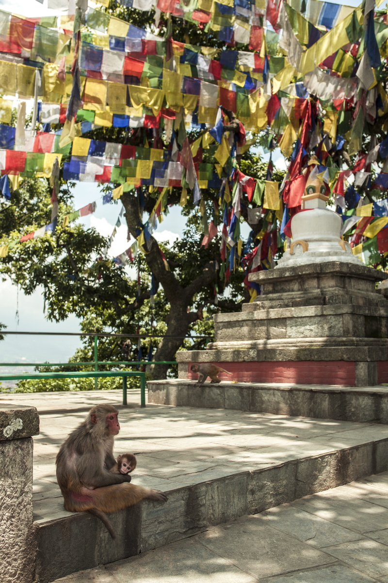 sitting, nepal, asia, flagstone, squirrel, arbour, tree, pets, day, city, mammal, eating, one animal, religion, domestic, wildlife, architecture, garden