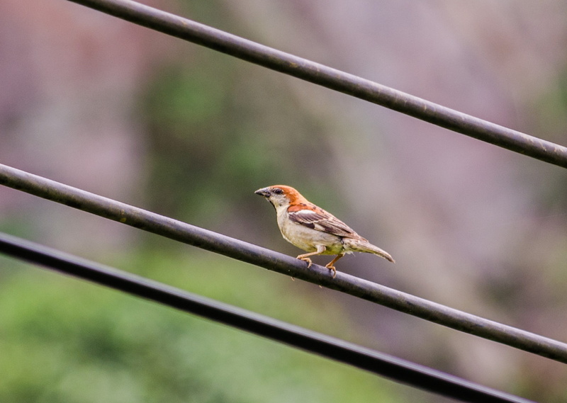 animal wildlife, no people, passer rutilans, branch, conservation, one animal, day, beauty in nature, full length, bird, 2K, outdoors, nature, birds, animal