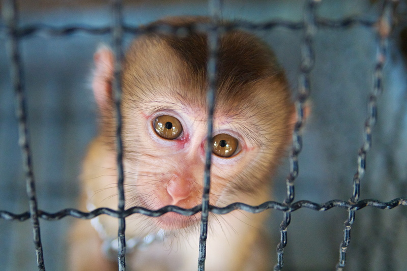 primate, forlorn, animal head, close-up, fence, bars, baby animal, looking at camera, zoo, eyes, one animal, vertebrate, sad, pitiful, animal wildlife