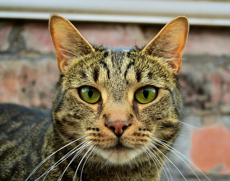 animal body part, animal eye, barred tabby, pet, vertebrate, one animal, people, close-up, tabby, green eyes, cat, hypnotic, pets, feline, animal, focus on foreground