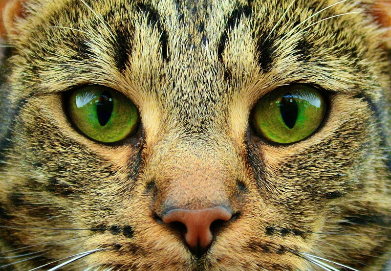 whisker, photography, yellow eyes, furry, close-up, animal mouth, portrait, looking at camera, animal head, pet, hypnotic, animal eye, cat, snout, vertebrate